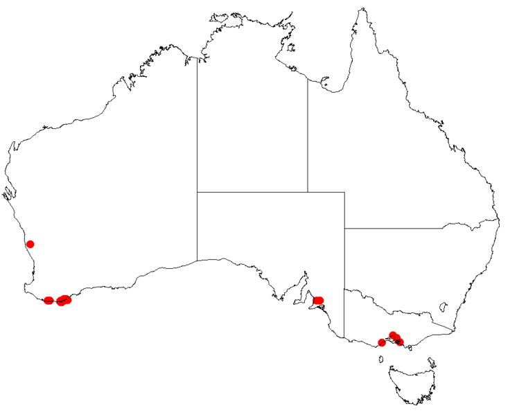 Файл:Hakea ellipticaDistMap42.png