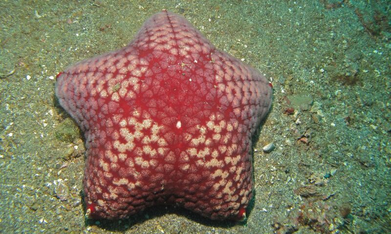 Файл:Halityle regularis.jpg