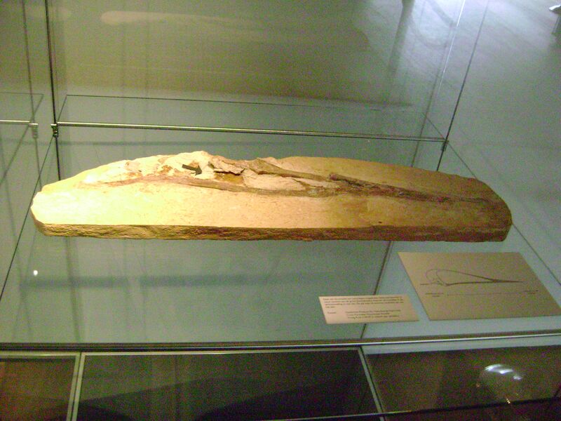 Файл:Lacusovagus.JPG