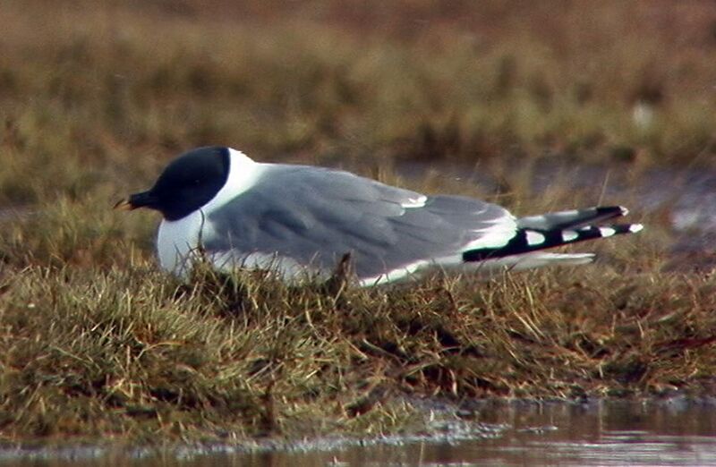 Файл:Larus sabini-USFWS.jpg