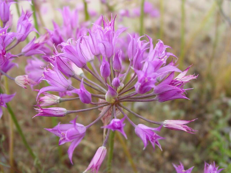 Файл:Alliumacuminatum.JPG
