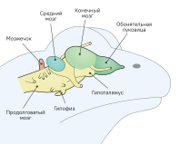 Файл:Amphibian brain ru.svg