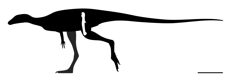 Файл:Archaeocursor Skeletal.svg