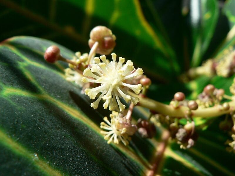 Файл:Codiaeum variegatum flower macro.jpg