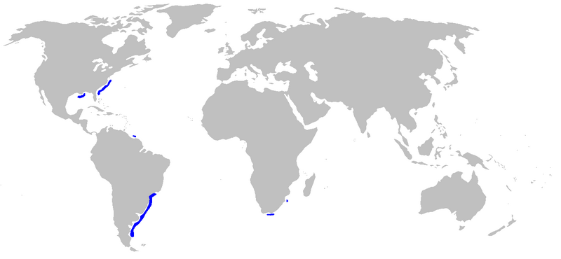 Файл:Etmopterus gracilispinis distmap.png