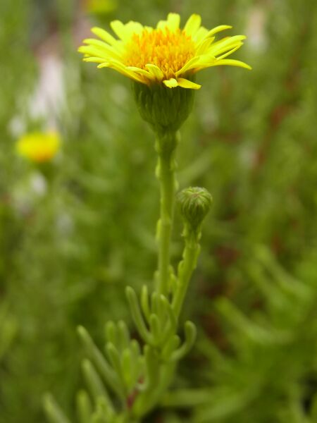 Файл:Limbarda crithmoides CBMen 2.JPG
