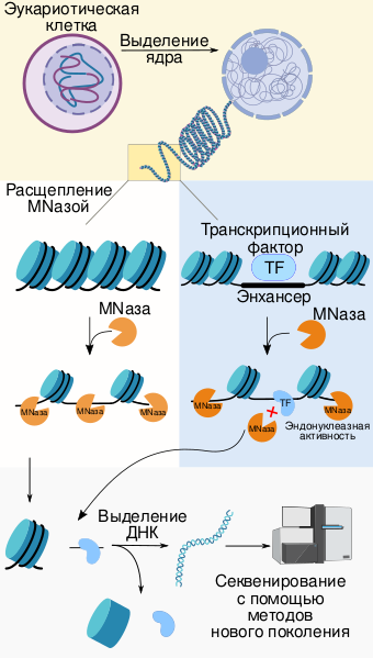 Файл:MNase based sequencing steps-ru.svg