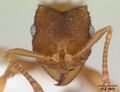 Голова Mycocepurus smithii