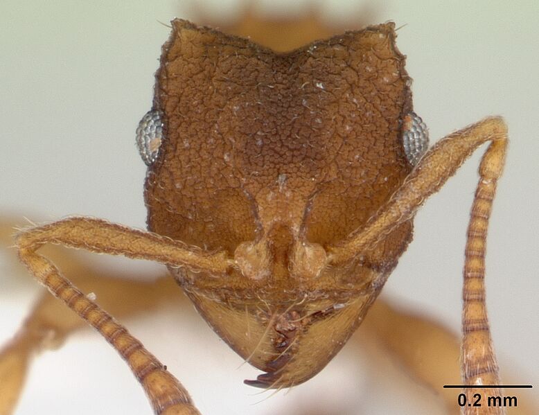 Файл:Mycocepurus smithii CASENT0173989 0.jpg