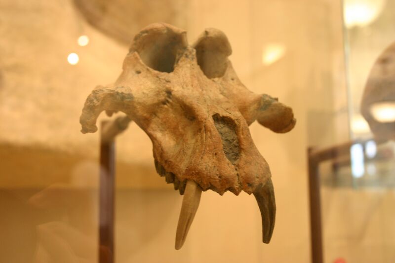 Файл:Theropithecus brumpti.jpg