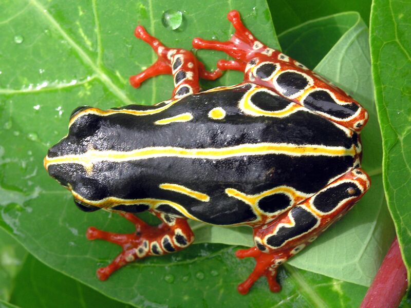 Файл:Tree frog congo 2.jpg