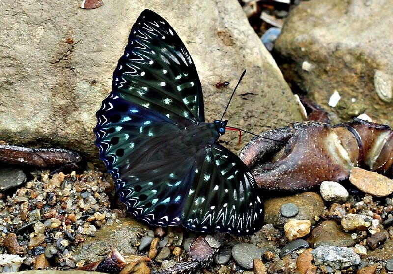 Файл:Constable Butterfly.jpg