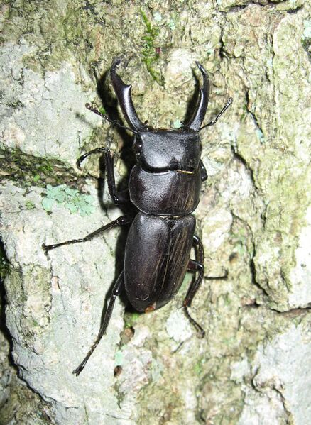 Файл:Dorcus rectus 01.JPG