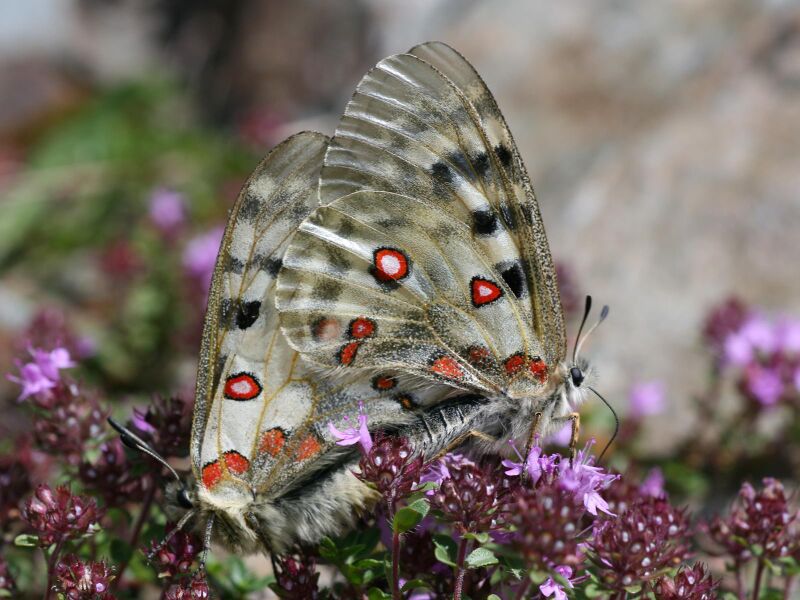 Файл:Parnassius apollo.jpeg