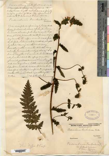 Файл:Pedicularis furbishiae Pressing.jpeg