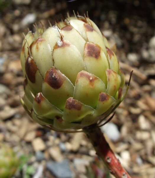 Файл:Protea scolymocephala.jpg