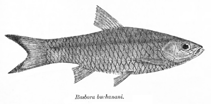 Файл:Rasbora rasbora Day.png