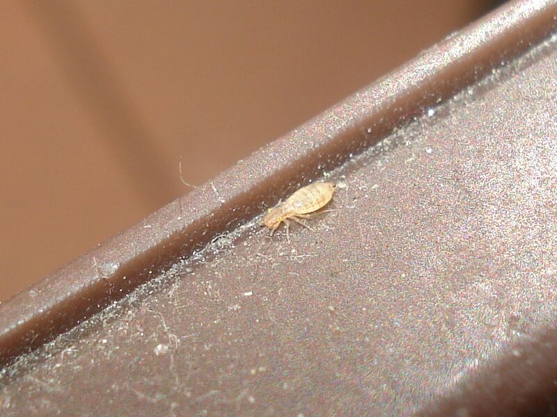 Файл:Trogium pulsatorium 01.JPG