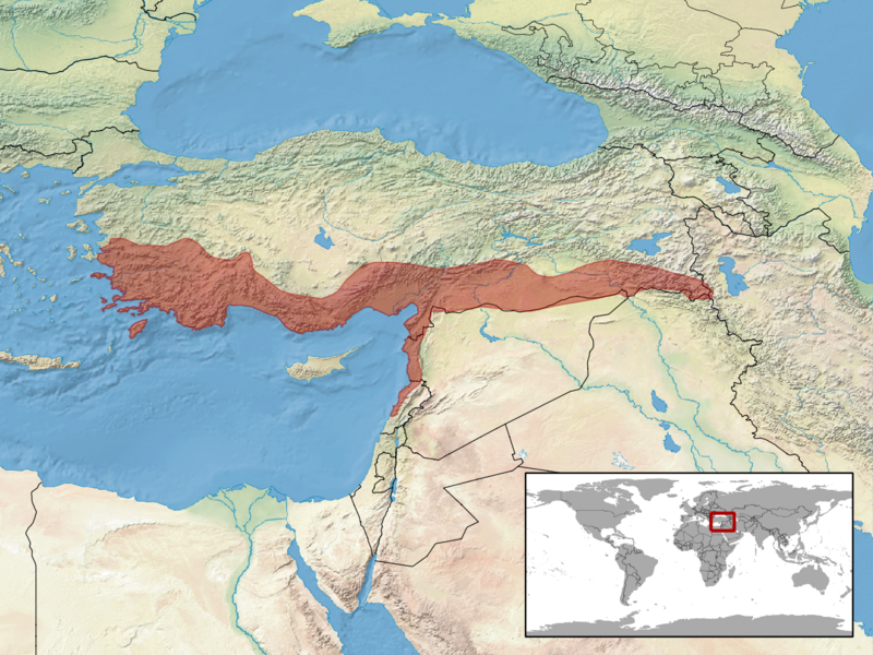 Файл:Blanus strauchi distribution.png