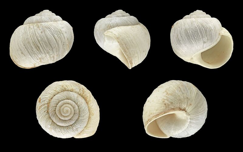 Файл:Caseolus bowdichianus 01.JPG