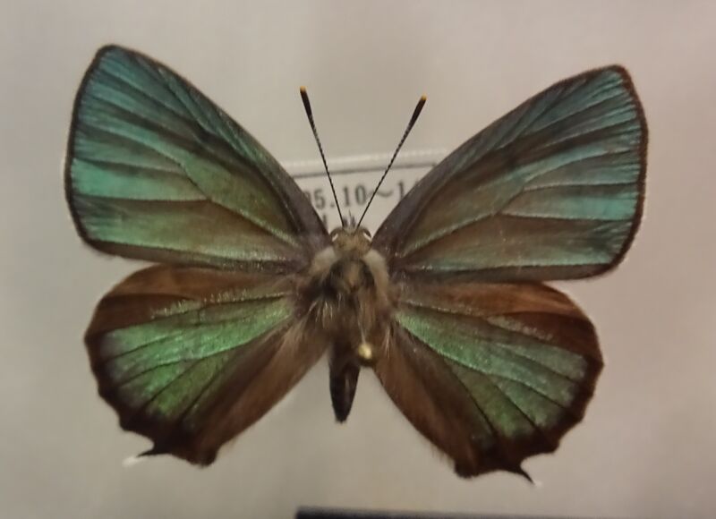 Файл:Favonius saphirinus-M.JPG
