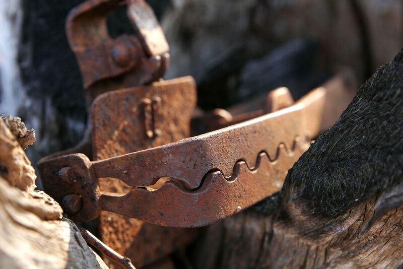 Файл:Rabbit trap.jpg