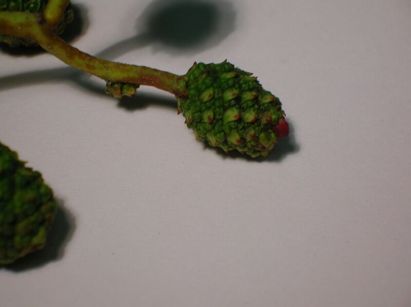 Файл:Taphrina alni developing languet.JPG