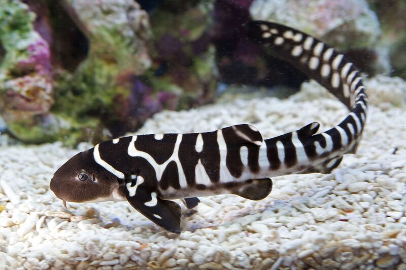 Файл:Zebra Shark Baby.jpeg