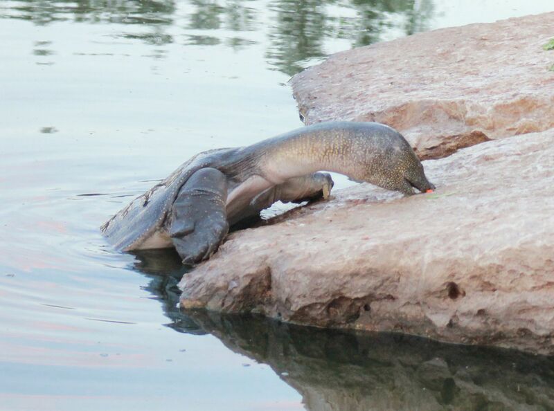 Файл:African-Softshell-Turtle-Eating---Alexander-river---Israel.jpg