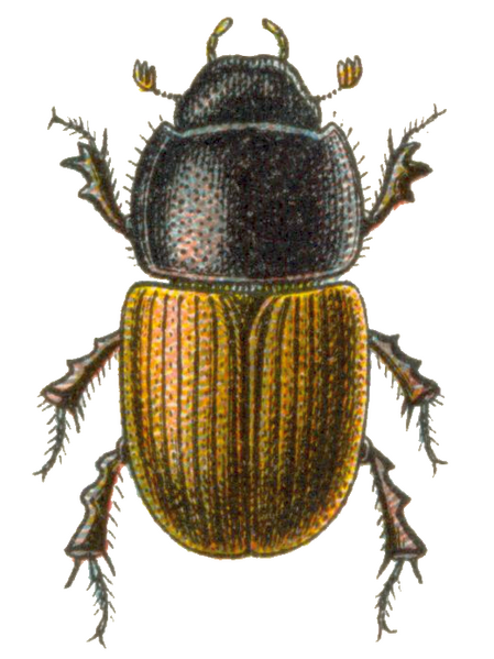 Файл:Aphodius erraticus.png