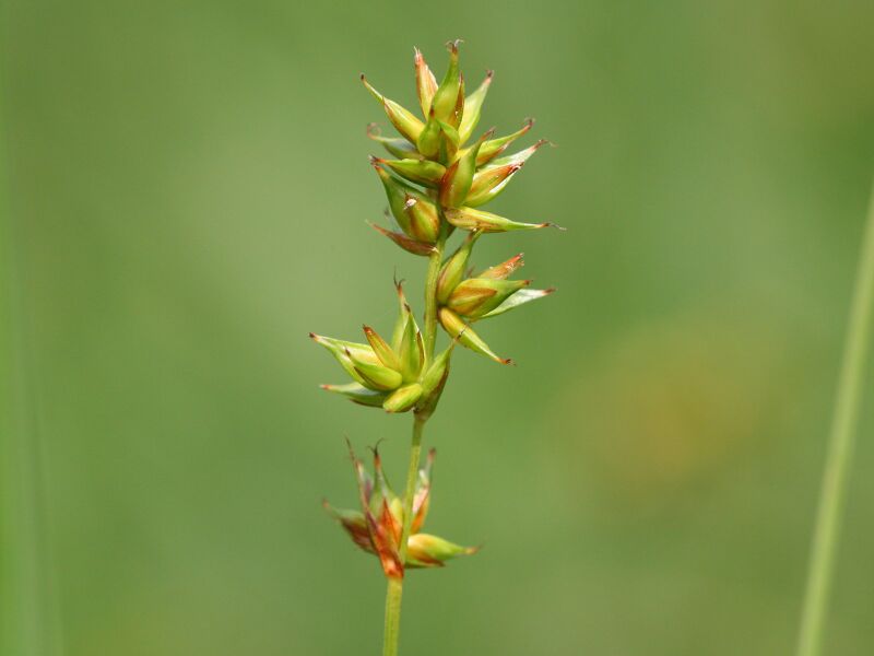 Файл:Carex spicata.jpeg