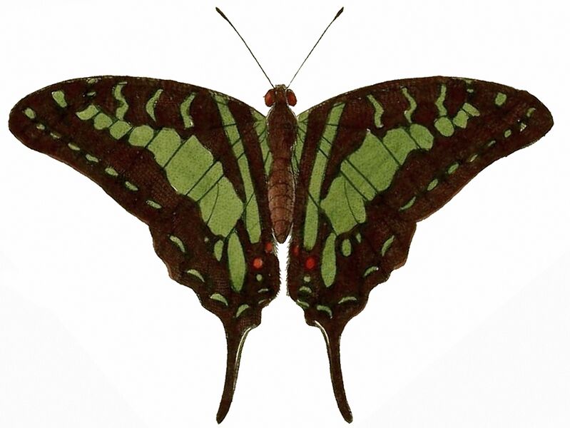 Файл:Graphium antheus 2.jpg