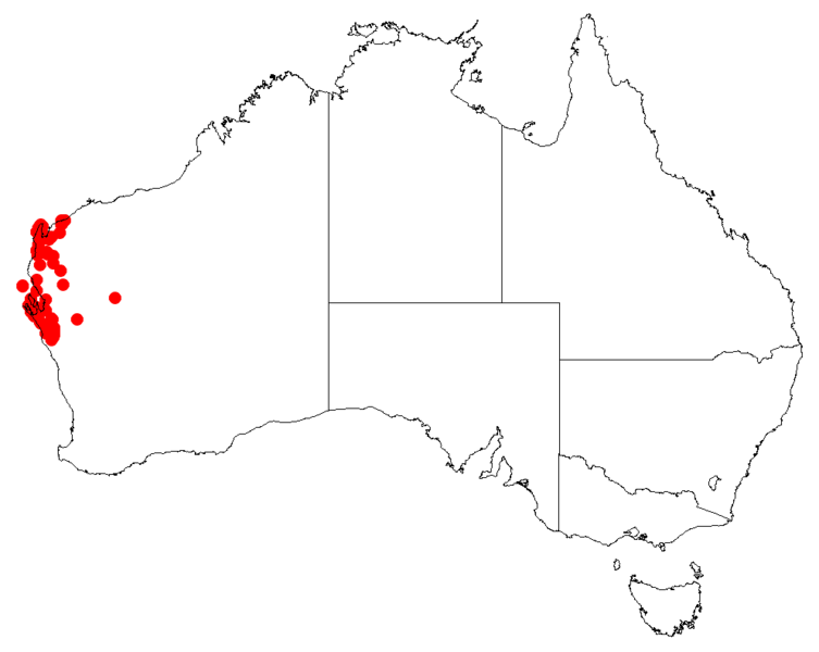 Файл:Hakea stenophyllaDistMap131.png