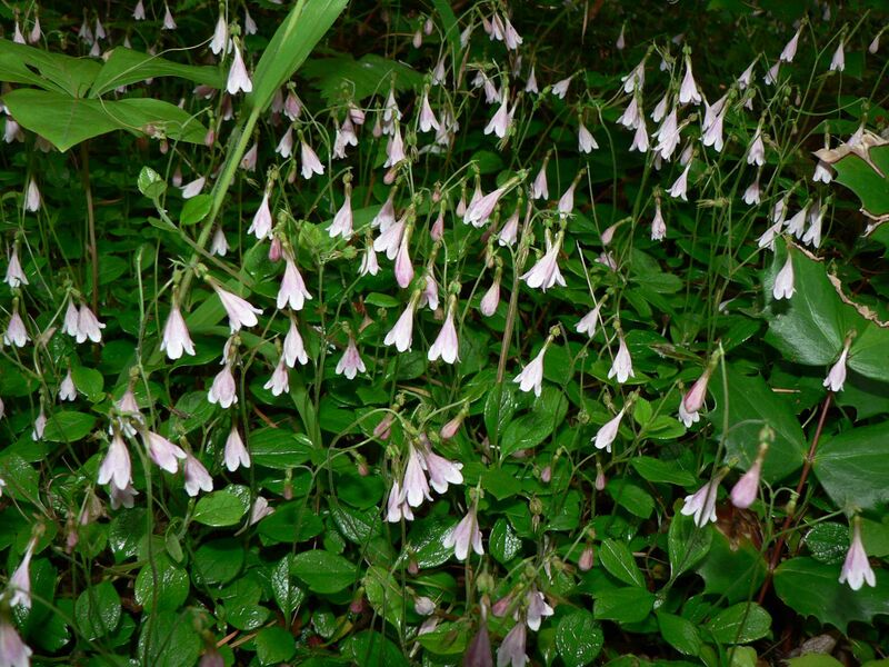 Файл:Linnaea borealis 15031.JPG