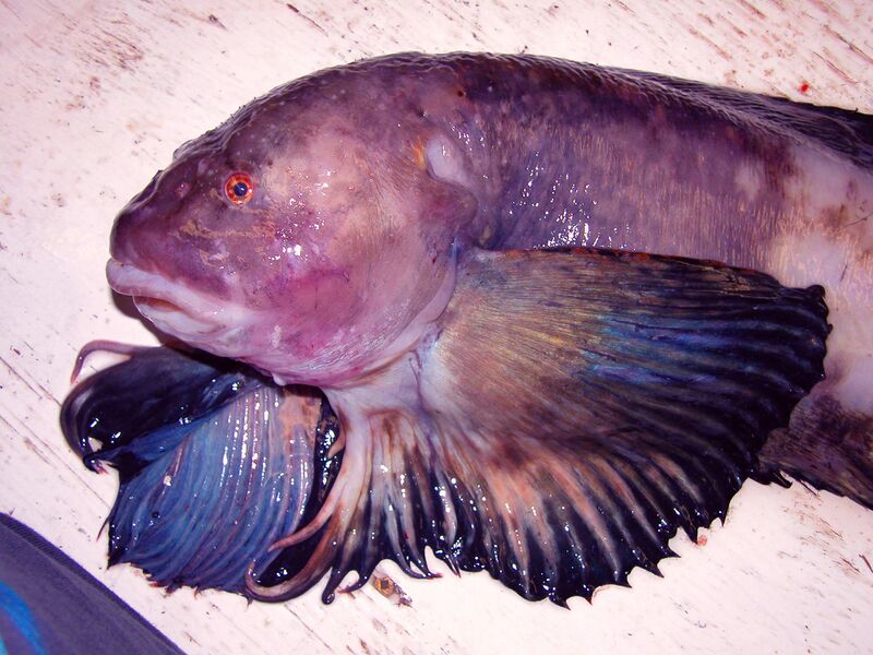 Файл:Purity snailfish.jpg