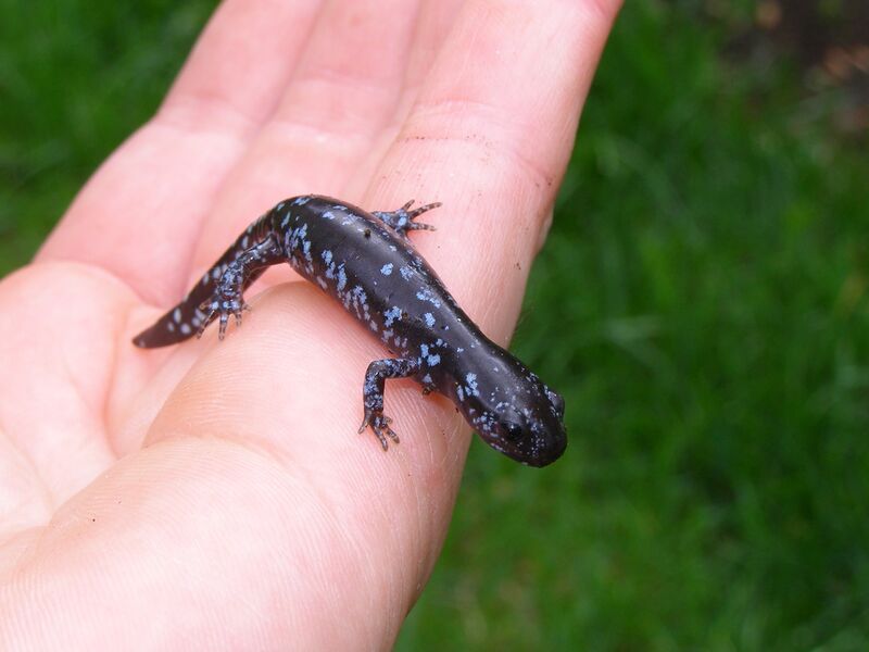 Файл:Salamandre à points bleus.JPG