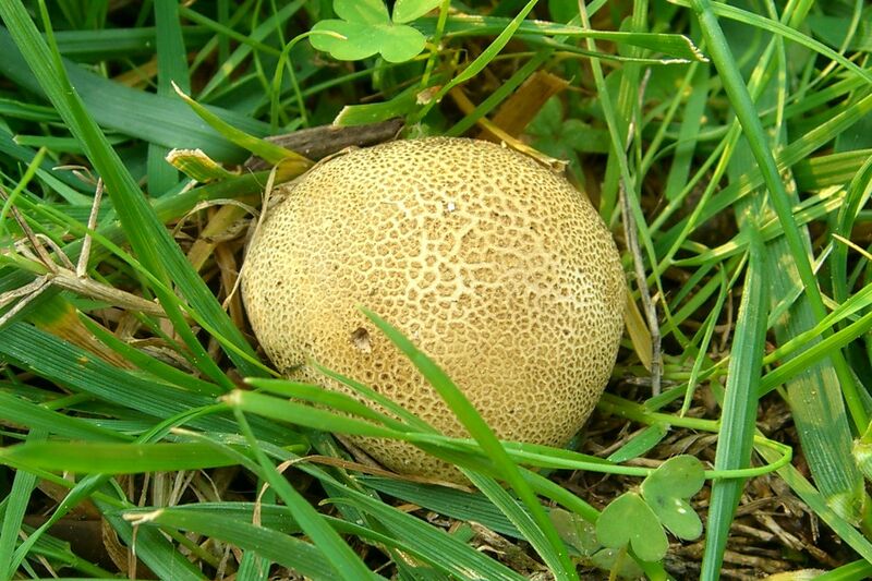 Файл:Scleroderma areolatum.jpg