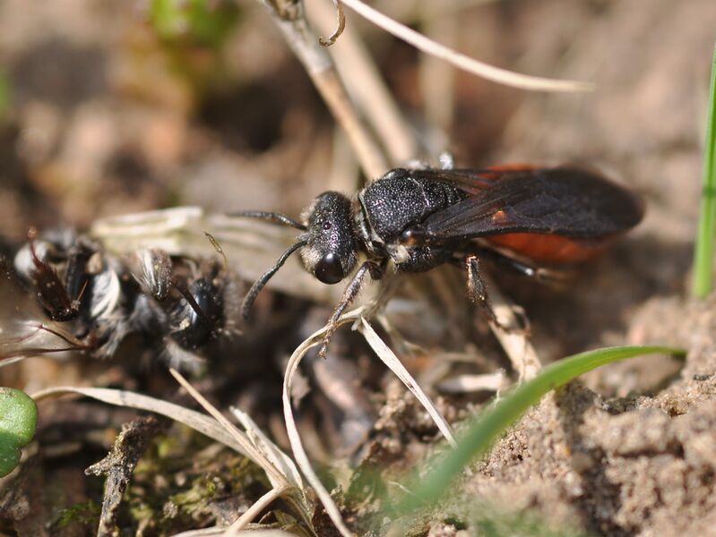 Файл:Sphecodes albilabris 1.JPG