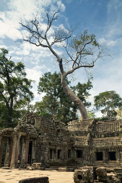 Файл:Ta Prohm.JPG