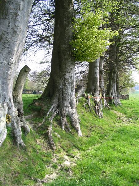 Файл:Bocage2.JPG