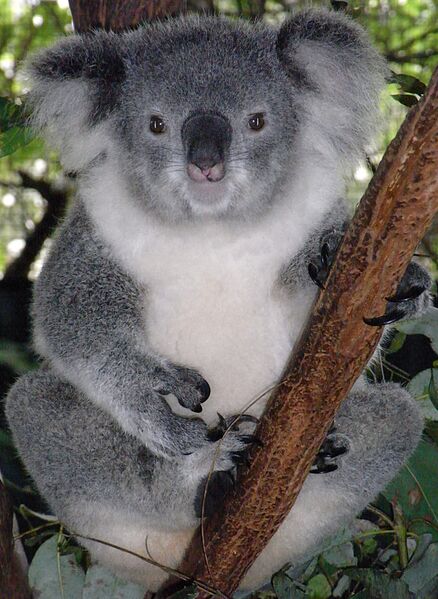 Файл:Friendly Female Koala.JPG