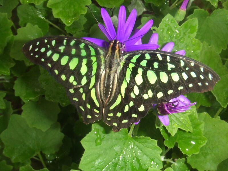 Файл:Graphium agamemnon1.jpg
