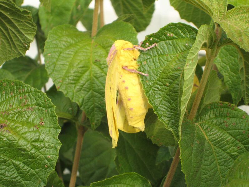 Файл:ImperialMoth1.JPG