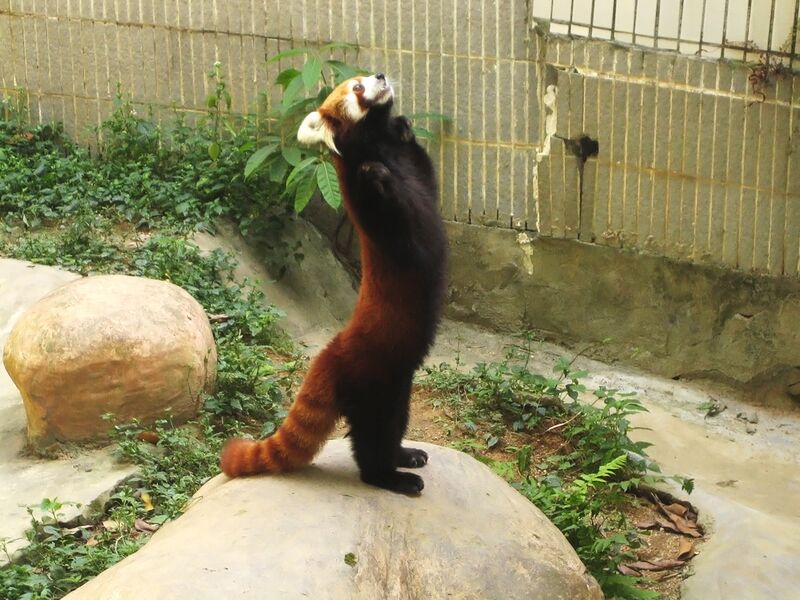 Файл:Lesser panda standing.jpg
