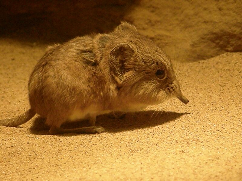 Файл:Macroscelides proboscideus.jpg