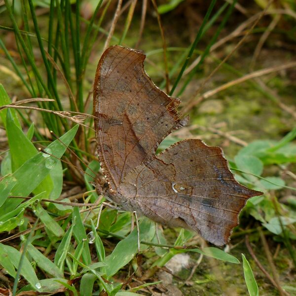 Файл:Polygonia interrogationis underside.jpg