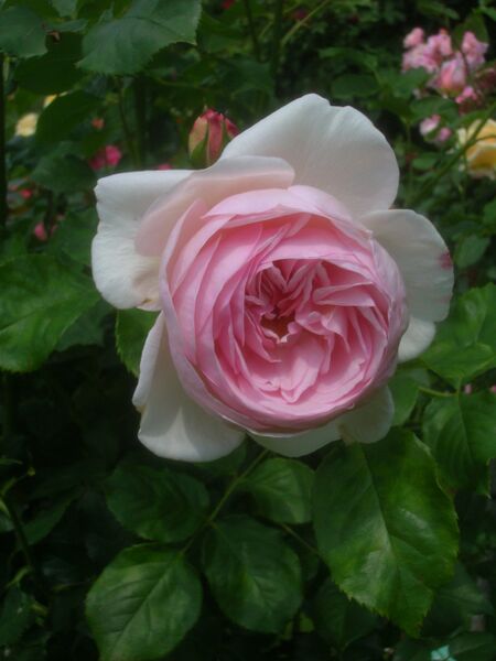 Файл:Rosa Heritage.JPG