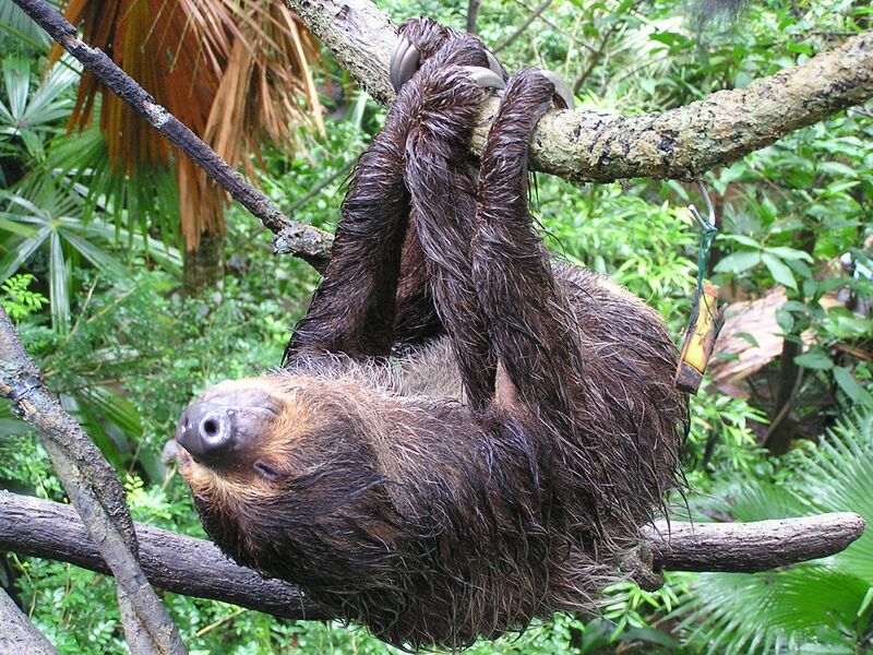 Файл:Sloth1a.jpg