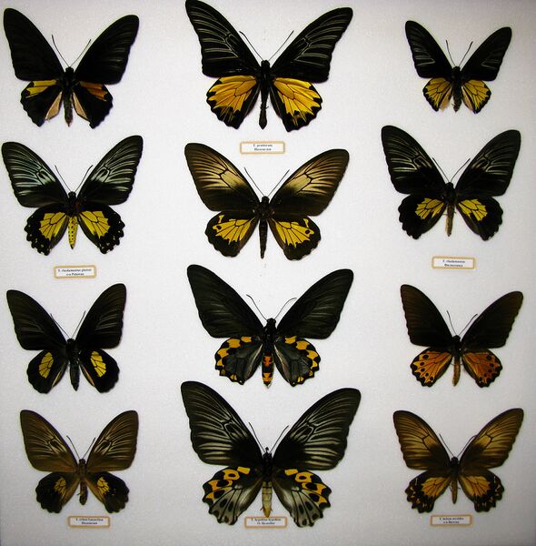 Файл:Troides collection.JPG