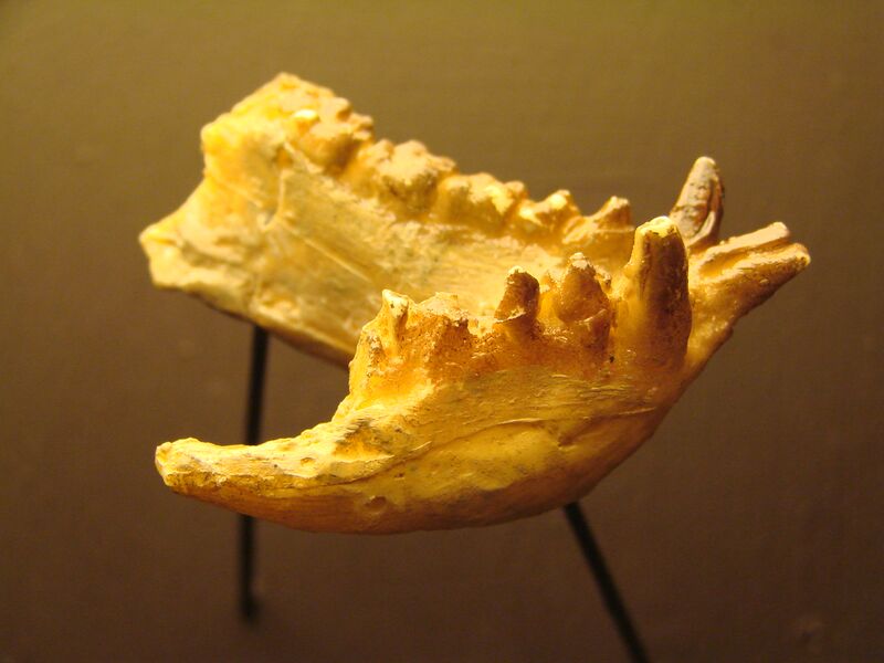 Файл:Aegyptopithecus teeth (University of Zurich)-2.JPG